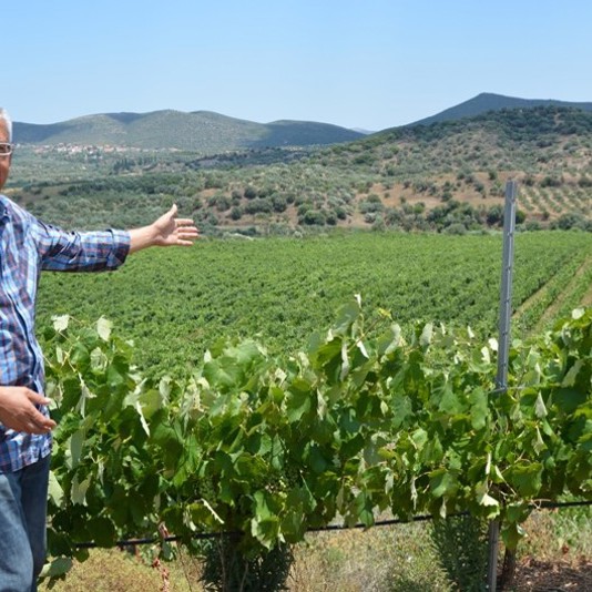 Monemvasia winery Tsimbidi