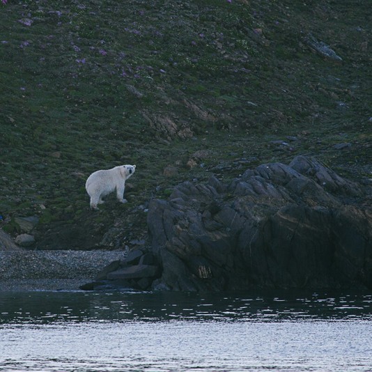 5 Rules for wildlife watching in the Arctic