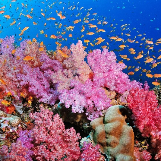 …Oh… ¿Quién vive en una piña bajo el mar?