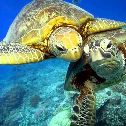 …Oh… ¿Quién vive en una piña bajo el mar?