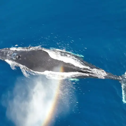 Una ruta única a la Antártida