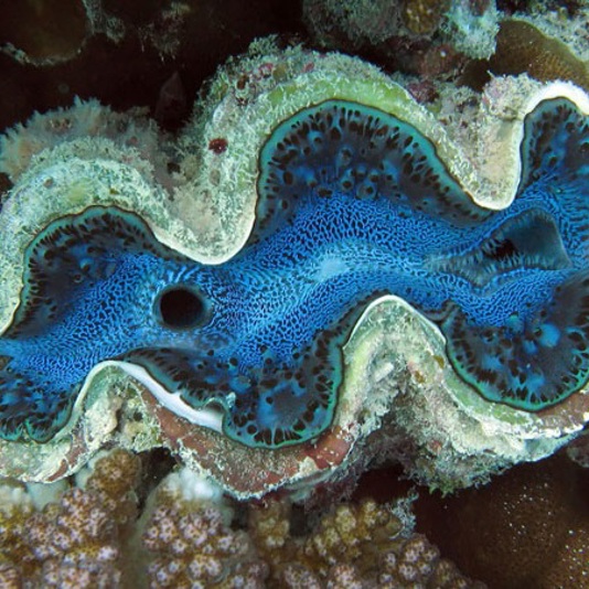 …Oh… ¿Quién vive en una piña bajo el mar?