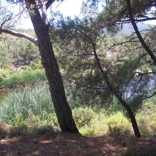 IKARIA: LA ISLA DE LA ZONA AZUL IDEAL PARA UN RETIRO DE YOGA