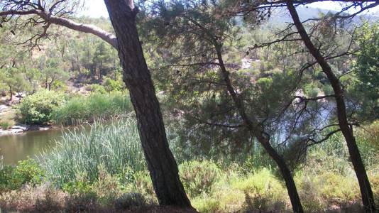 Ikaria