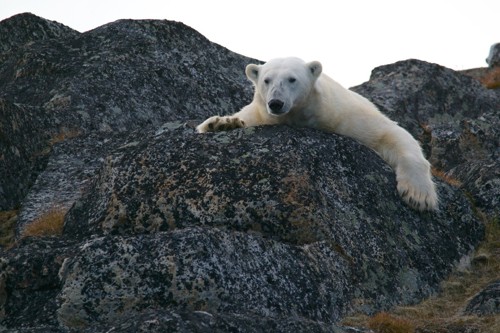 arctic bear