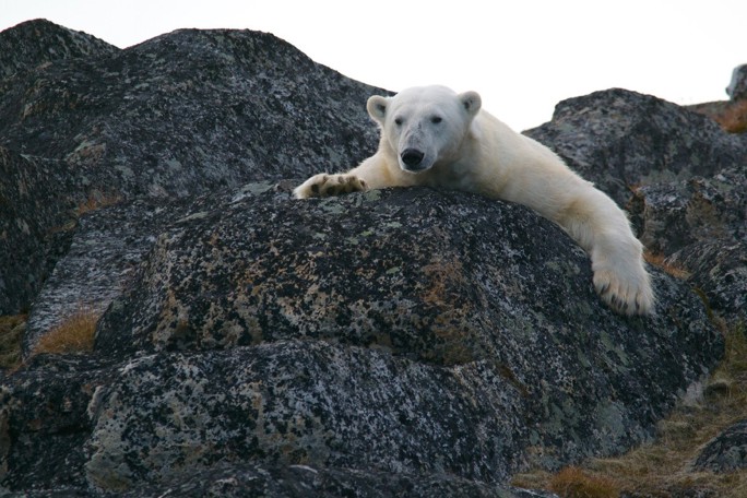 ours arctique