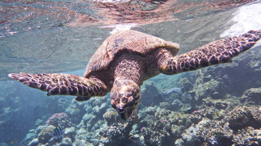Marsa-Alam