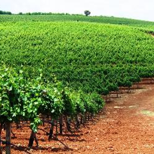 Ruta del Vino de Dioniso