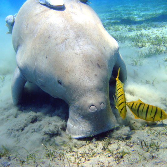 Marsa Alam