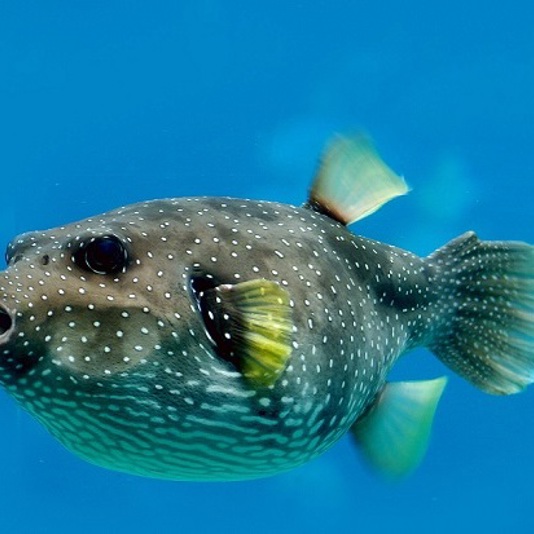 …Oh… ¿Quién vive en una piña bajo el mar?