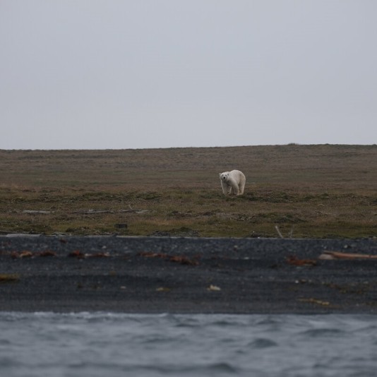 5 Regeln für die Beobachtung von Wildtieren in der Arktis