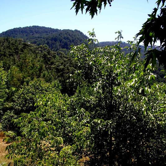 Montagnes de Samos