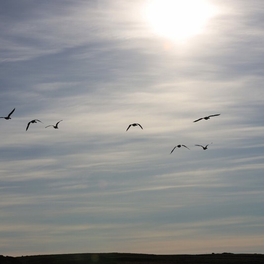 5 règles pour l'observation de la faune dans l'Arctique