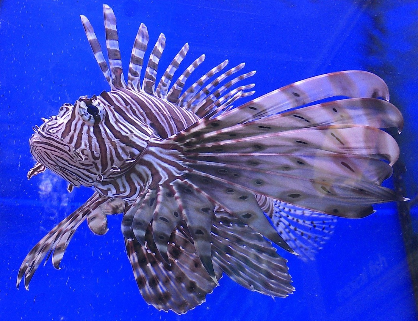 Proton Fish …Oh... Who lives in a pineapple under the sea?