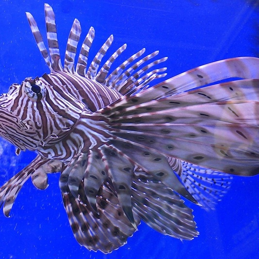 …Oh… ¿Quién vive en una piña bajo el mar?