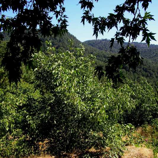 Montagnes de Samos