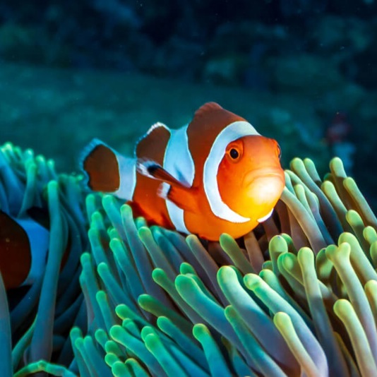 …Oh… ¿Quién vive en una piña bajo el mar?