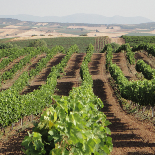 Gikas Winery