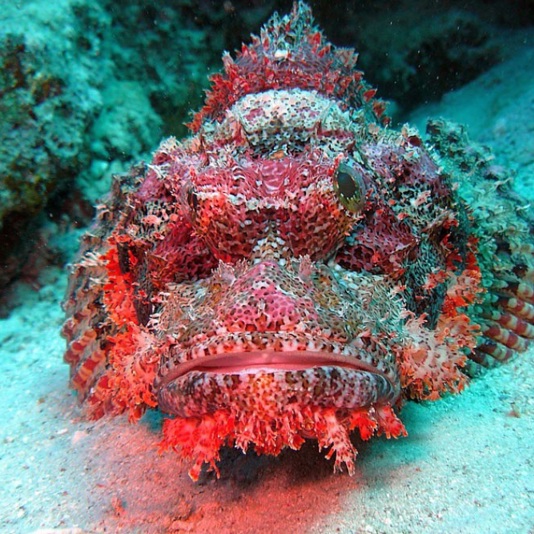 …Oh… ¿Quién vive en una piña bajo el mar?