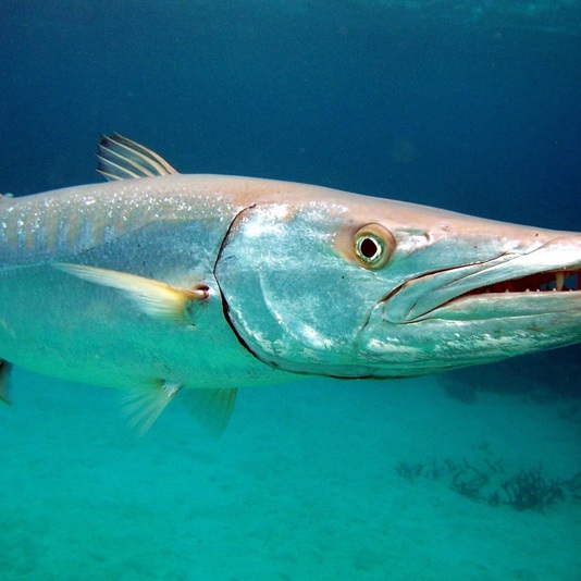 …Oh… ¿Quién vive en una piña bajo el mar?