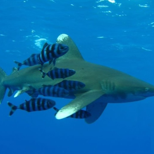 Unbekanntes Rotes Meer