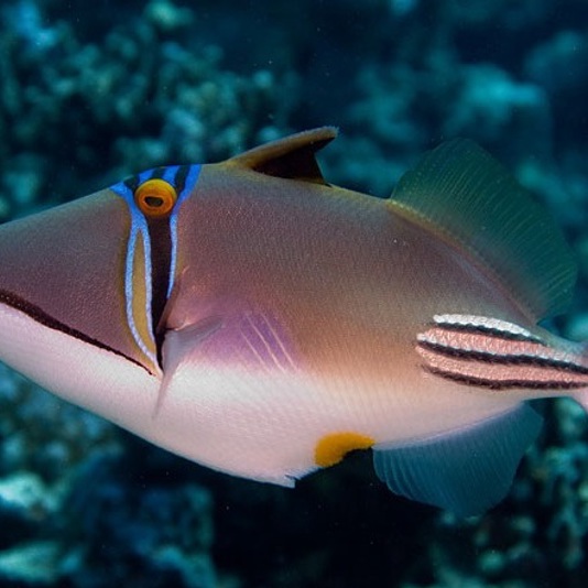 …Oh… ¿Quién vive en una piña bajo el mar?