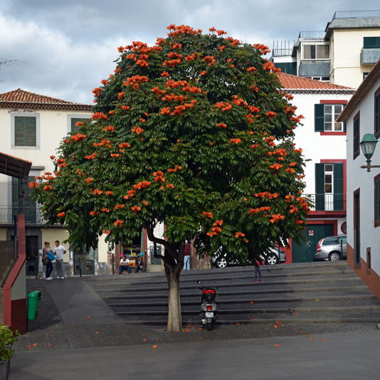 Madeira