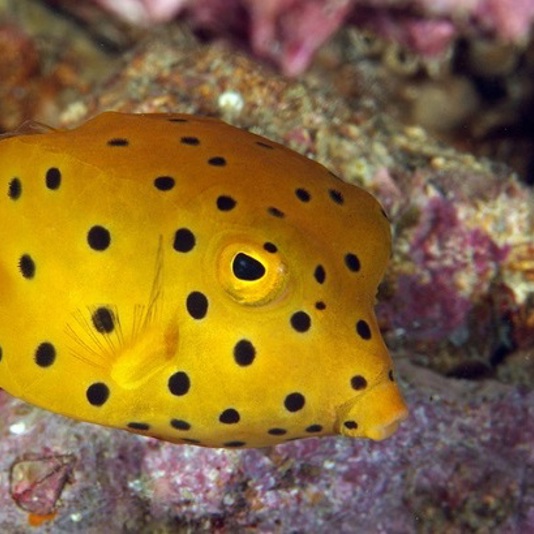 …Oh… ¿Quién vive en una piña bajo el mar?